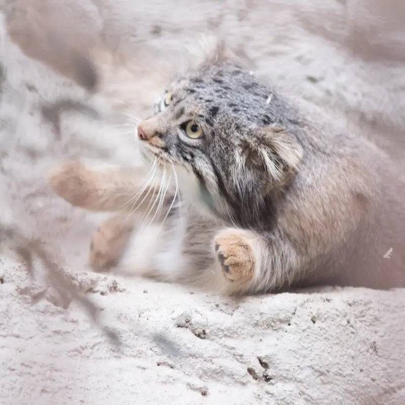 A photograph of Figa in Nogeyama Zoo