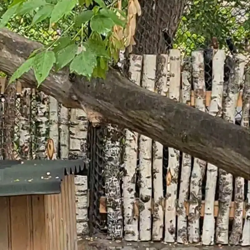 A photograph of a Pallas's cat in Novosibirsk Zoo