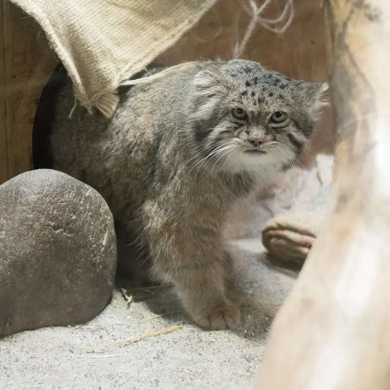 A photograph of Klyon in Ueno Zoological Gardens