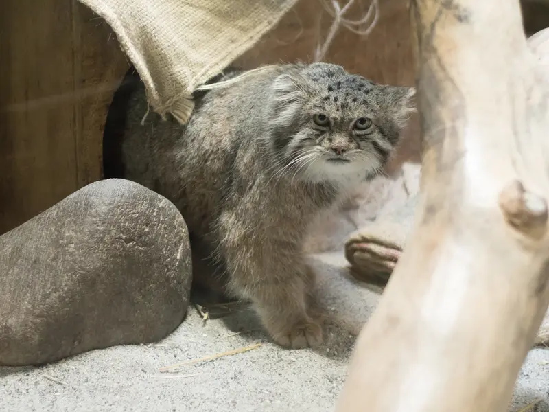 A photograph of Klyon in Ueno Zoological Gardens