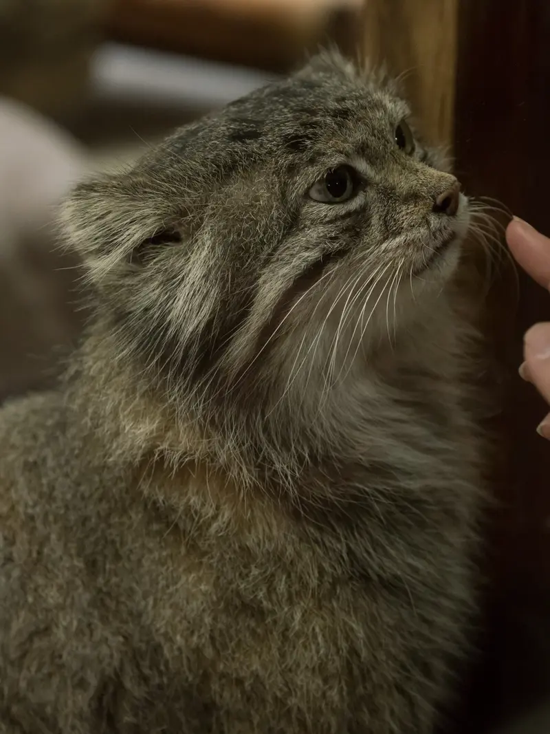 A photograph of Klyon in Ueno Zoological Gardens