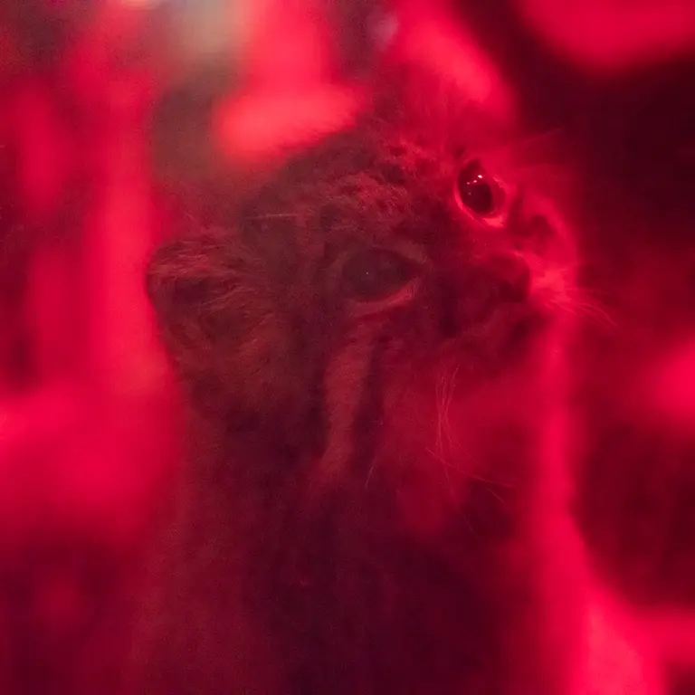 A photograph of Naim in Ueno Zoological Gardens