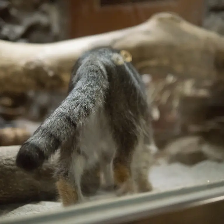 A photograph of Klyon in Ueno Zoological Gardens