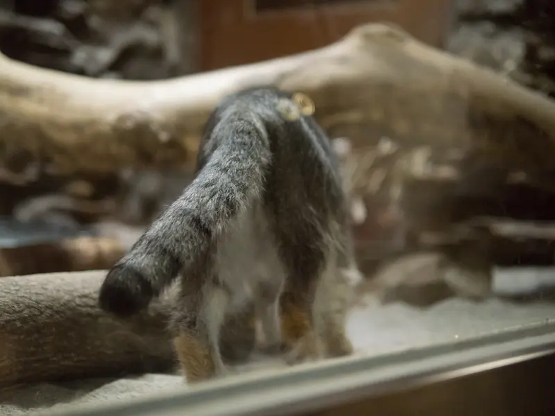 A photograph of Klyon in Ueno Zoological Gardens