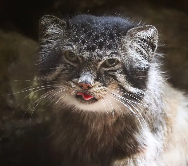 A photograph of a Pallas's cat