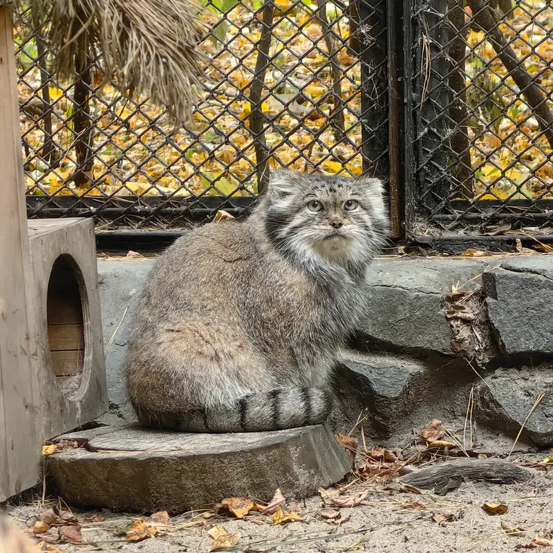 A photograph of Lastochka in Novosibirsk Zoo