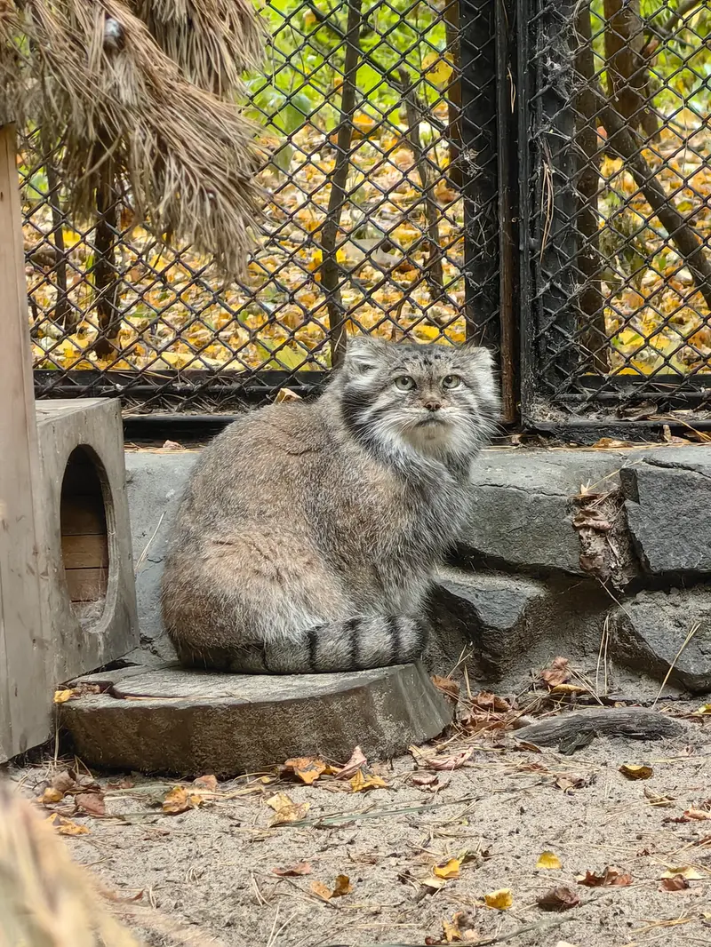 A photograph of Lastochka in Novosibirsk Zoo