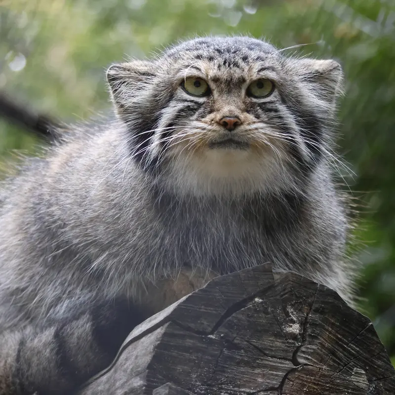 A photograph of Eve in Novosibirsk Zoo