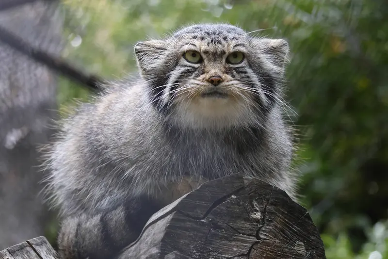 A photograph of Eve in Novosibirsk Zoo