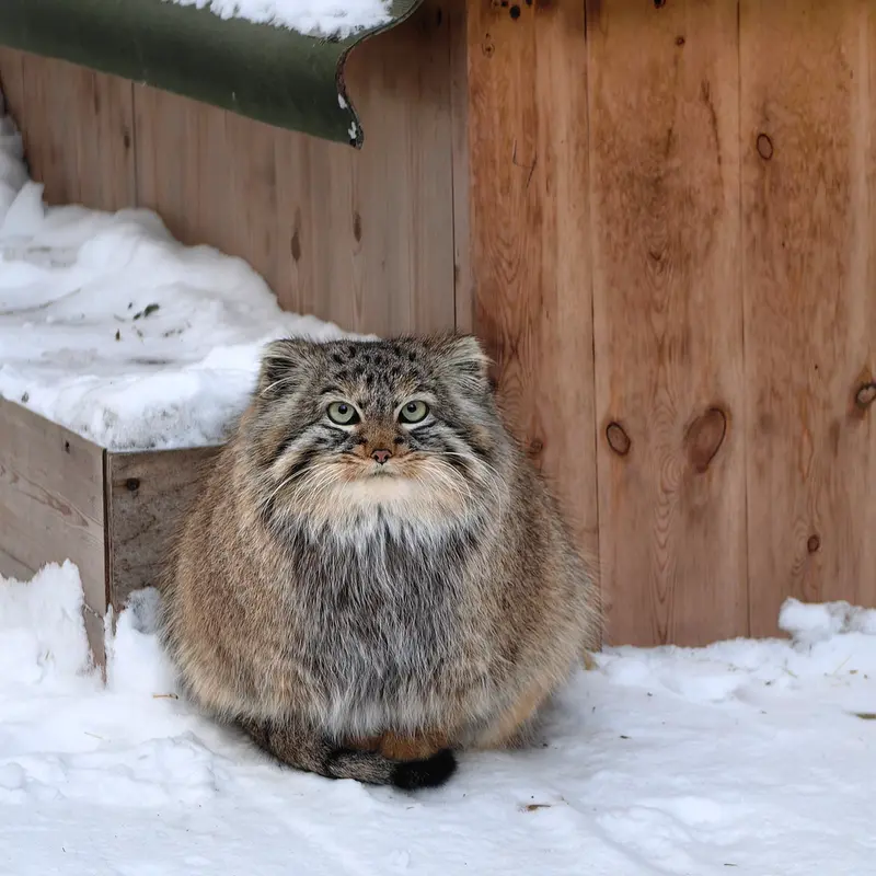 A photograph of Daughter of Lolo 2024 Ⅳ in Novosibirsk Zoo