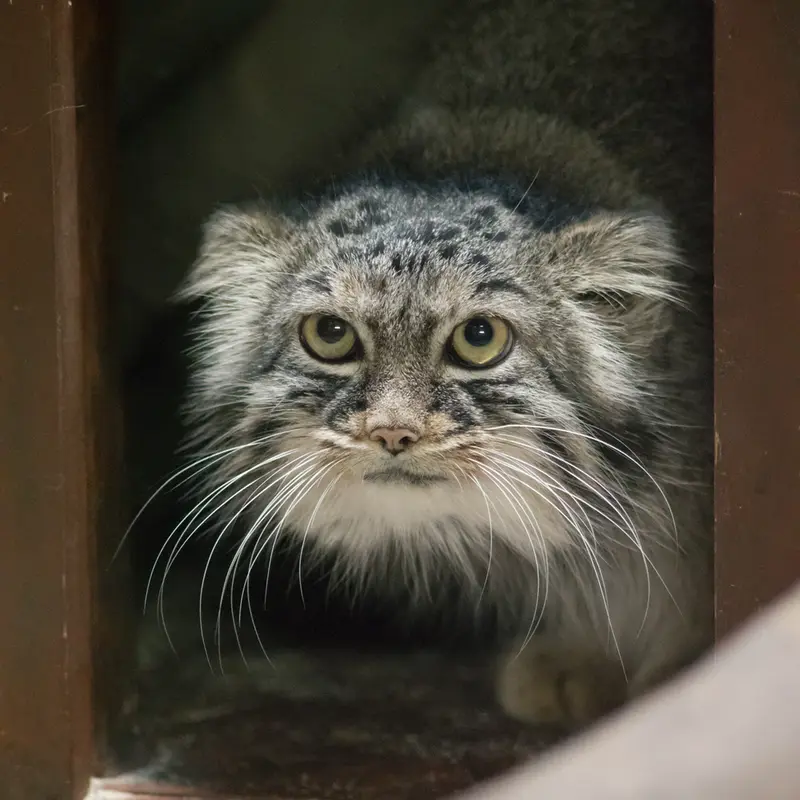 A photograph of Shafran in Ueno Zoological Gardens