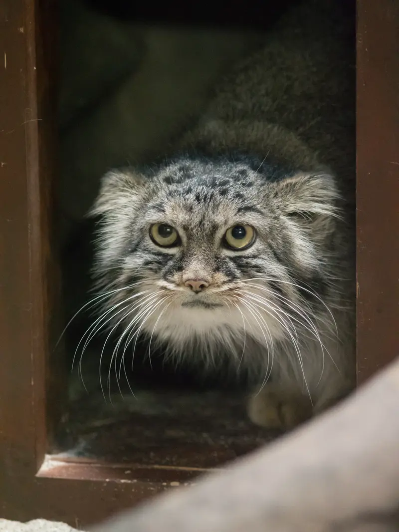 A photograph of Shafran in Ueno Zoological Gardens