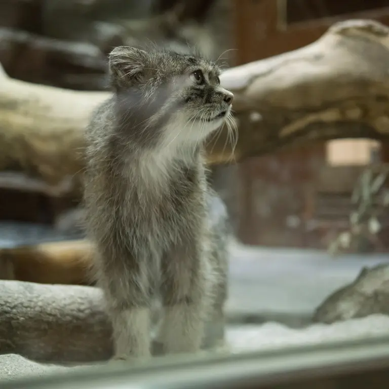 A photograph of Klyon in Ueno Zoological Gardens