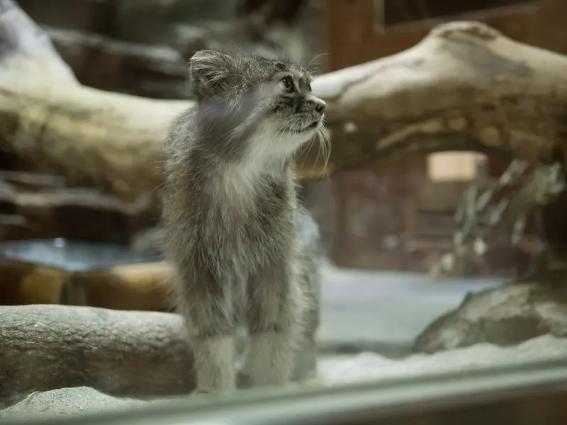 A photograph of Klyon in Ueno Zoological Gardens