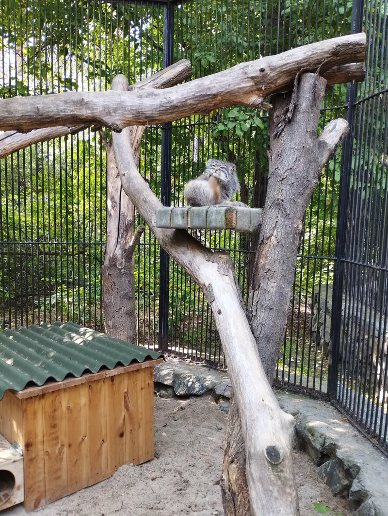 A photograph of a Pallas's cat in Novosibirsk Zoo