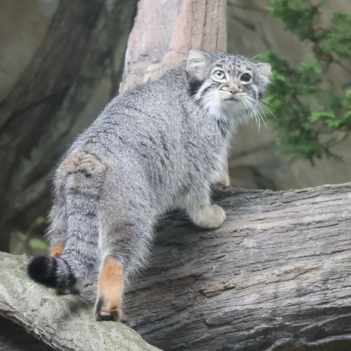 A photograph of Abrikos in Nasu Animal Kingdom