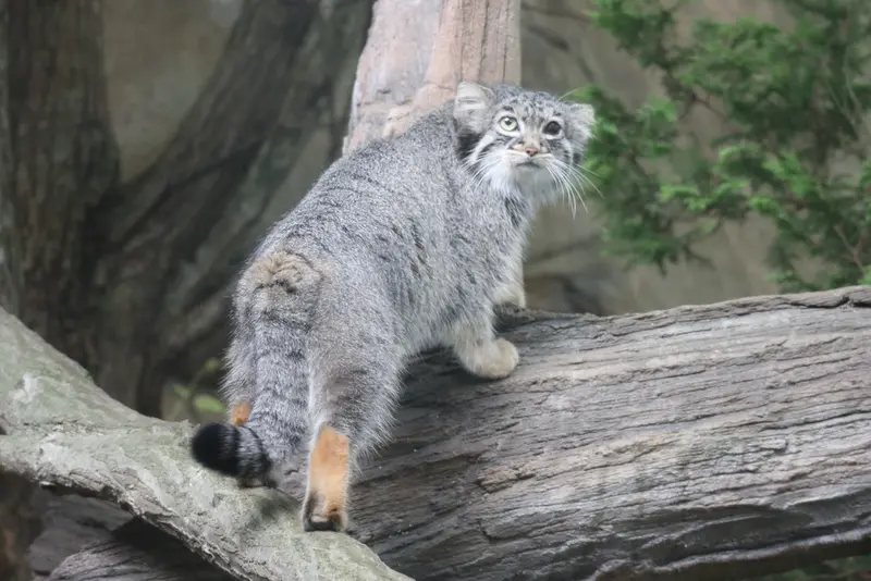 A photograph of Abrikos in Nasu Animal Kingdom
