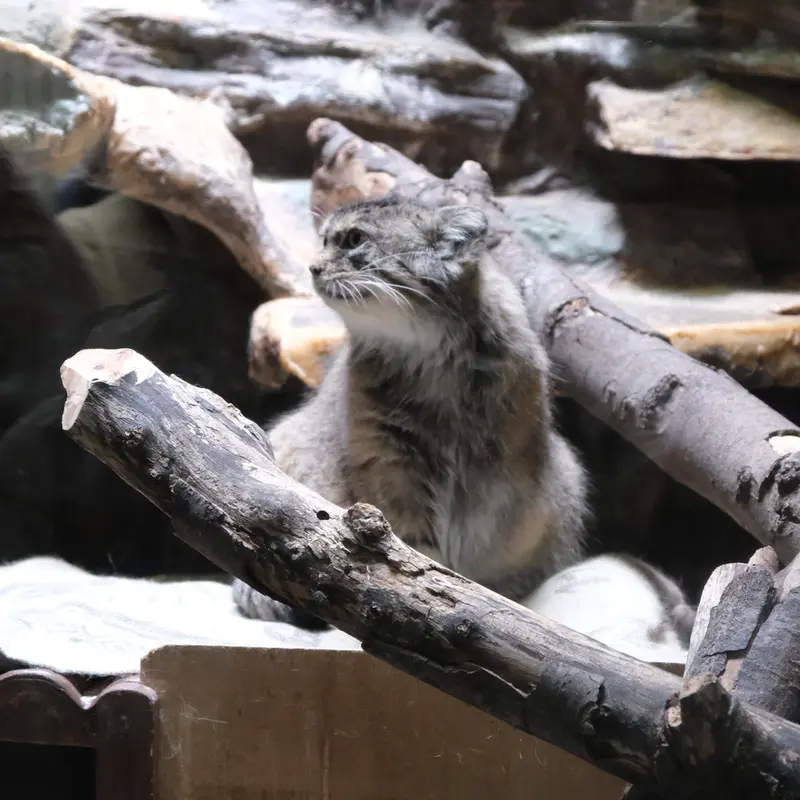 A photograph of a Pallas's cat in Ueno Zoological Gardens