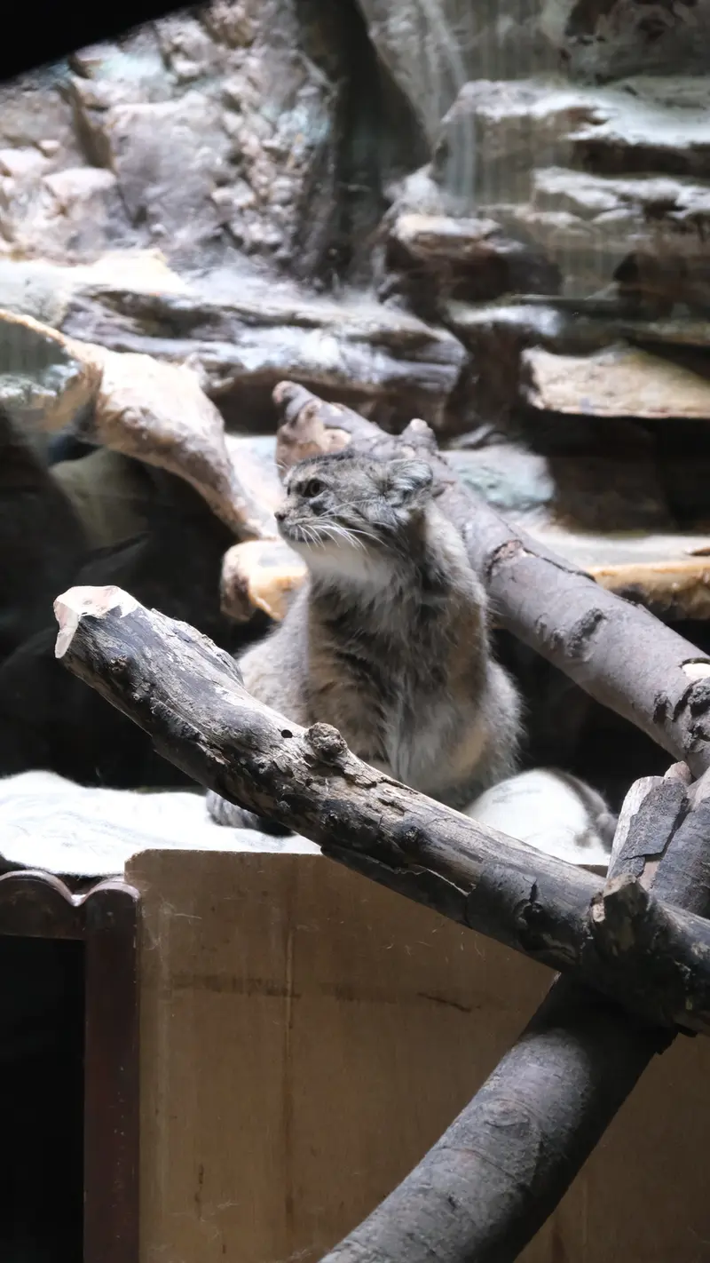 A photograph of a Pallas's cat in Ueno Zoological Gardens