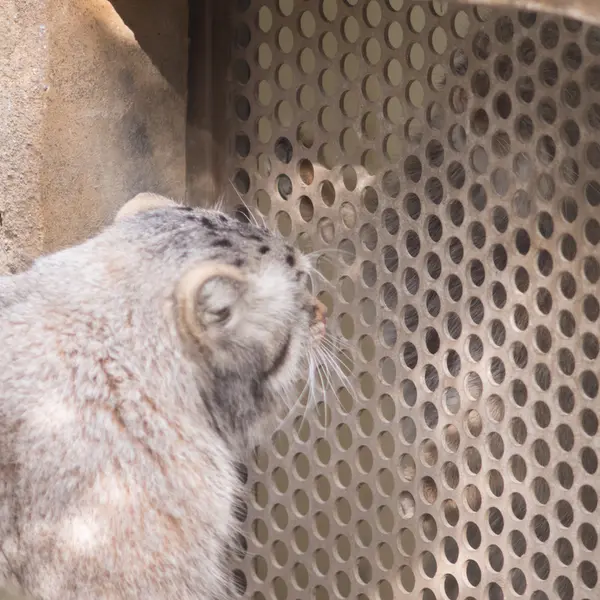 A photograph of Nagomu and Abrikos in Nasu Animal Kingdom