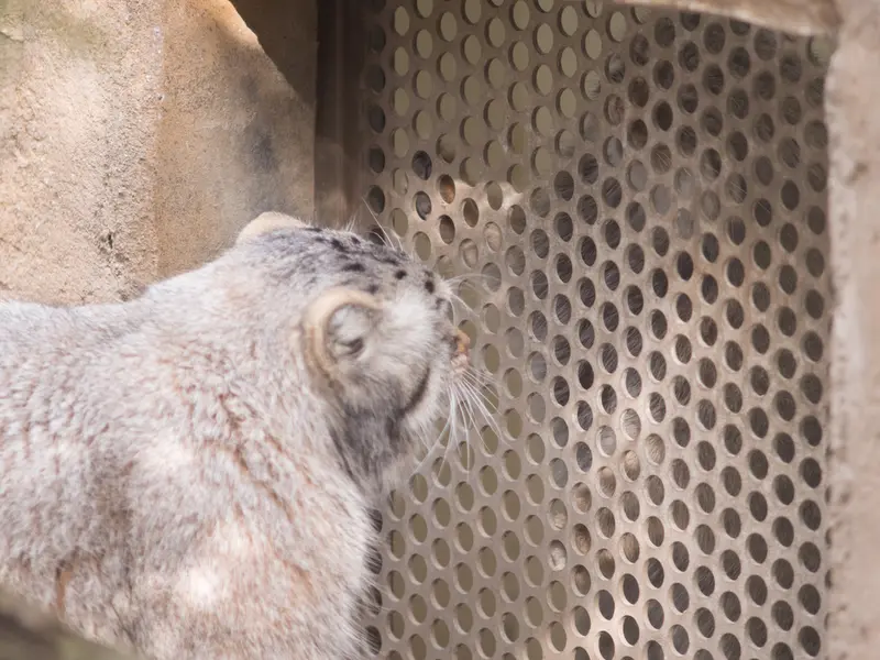 A photograph of Nagomu and Abrikos in Nasu Animal Kingdom