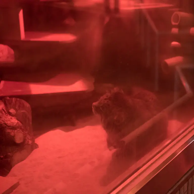 A photograph of Naim in Ueno Zoological Gardens