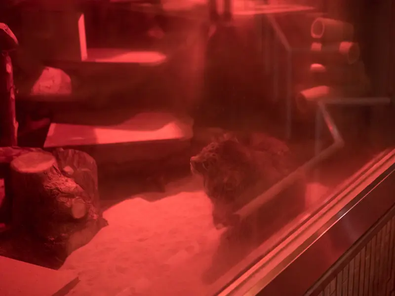 A photograph of Naim in Ueno Zoological Gardens