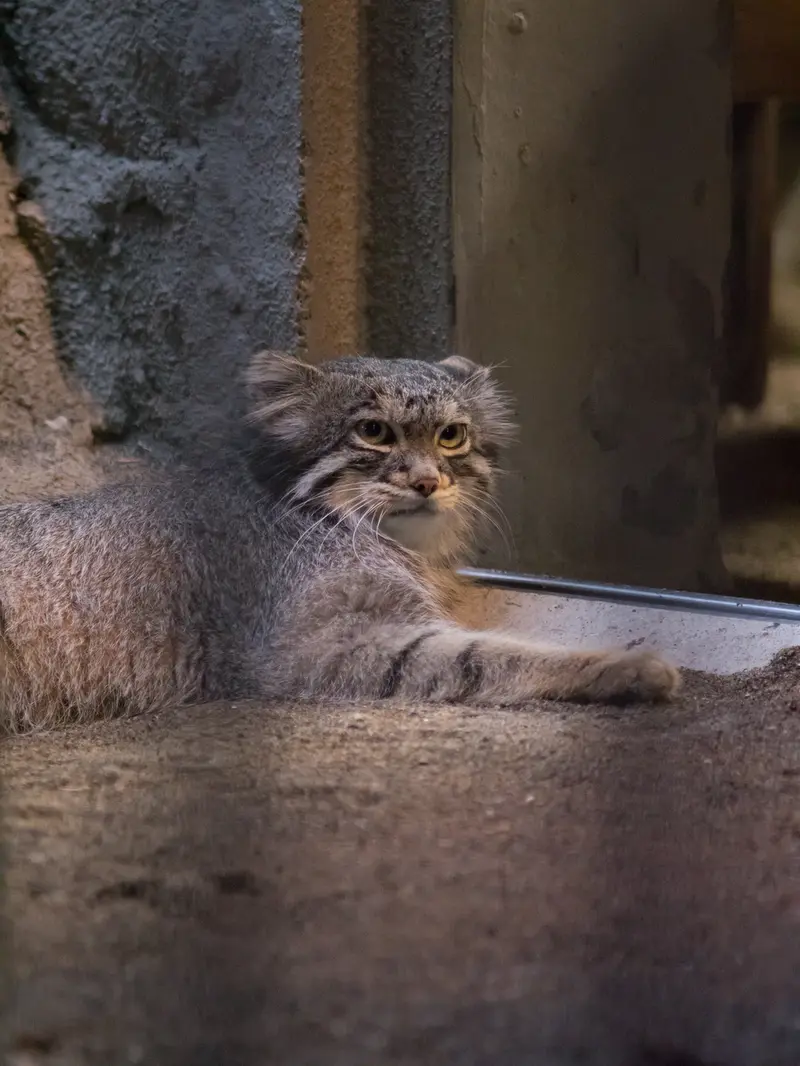 A photograph of Figa in Nogeyama Zoo