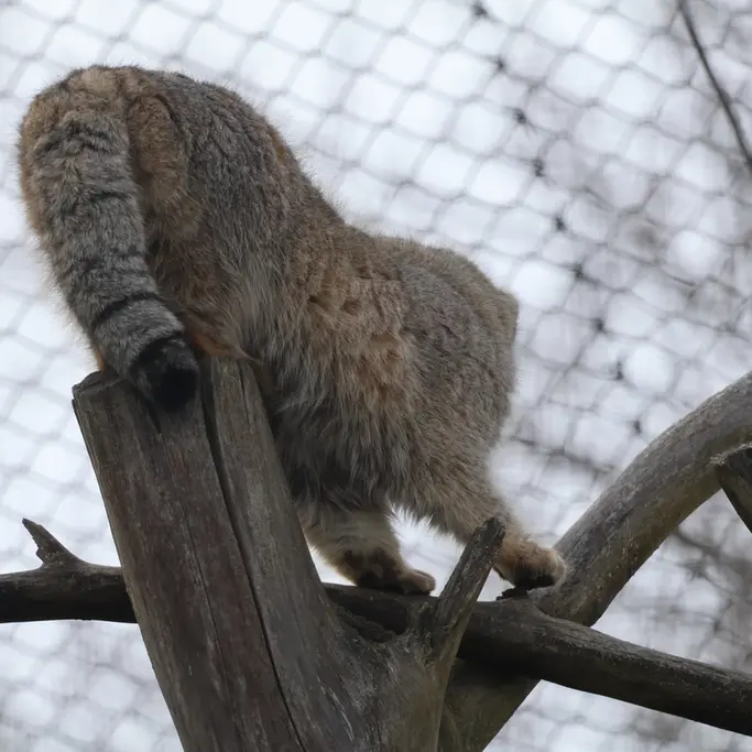 A photograph of Arkas in Korkeasaari Zoo
