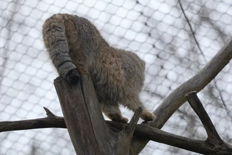 A photograph of Arkas in Korkeasaari Zoo