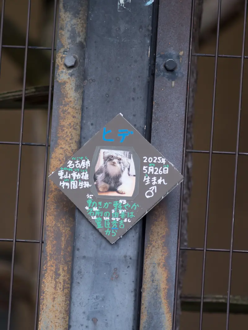 A photograph of Hide in Asahiyama Zoo