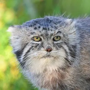 Igor the Pallas's cat from Calgary Zoo / Wilder Institute