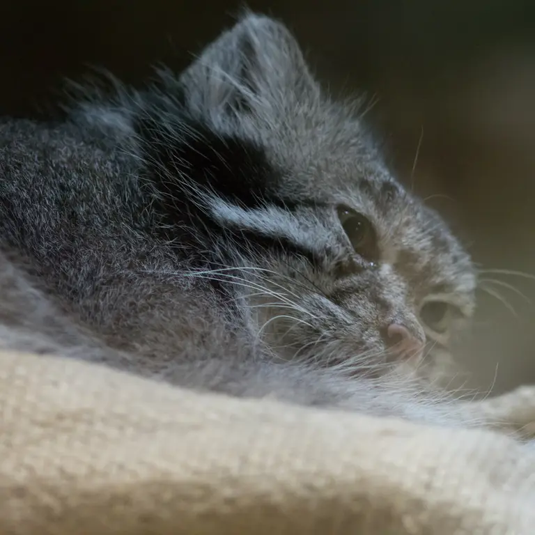 A photograph of Klyon in Ueno Zoological Gardens