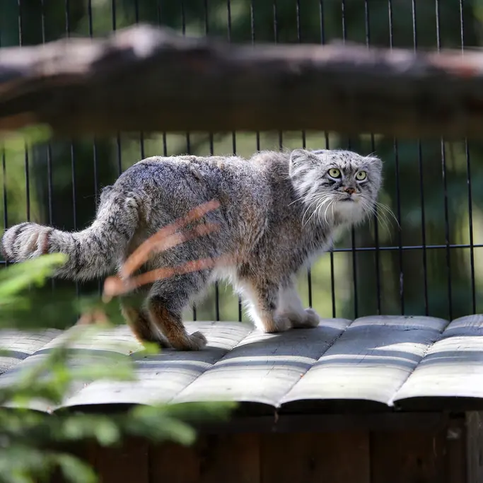 A photograph of Tsas in Kraków Zoo