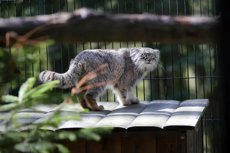 A photograph of Tsas in Kraków Zoo