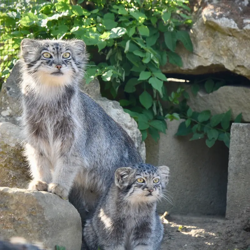 A photograph of Namuu in Port Lympne Wild Animal Park
