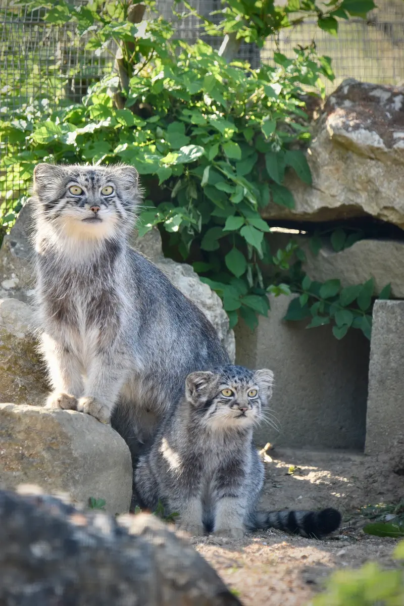 A photograph of Namuu in Port Lympne Wild Animal Park