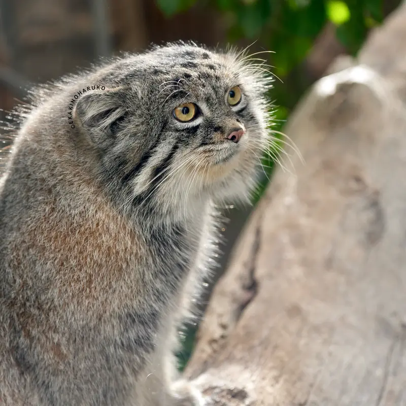 A photograph of Nar in Kobe Animal Kingdom