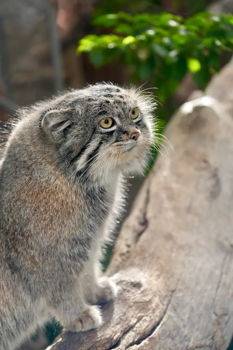 A photograph of Nar in Kobe Animal Kingdom