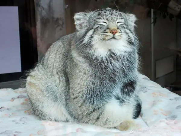 A photograph of Sun Sanlang in Qinghai-Tibet Plateau Wildlife Zoo