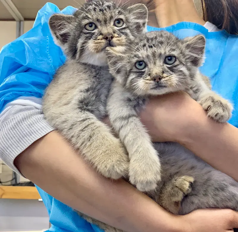 A photograph of a Pallas's cat