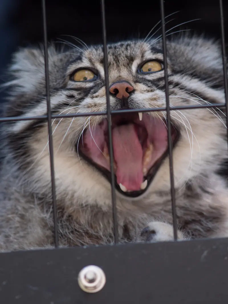 A photograph of Grusha in Asahiyama Zoo