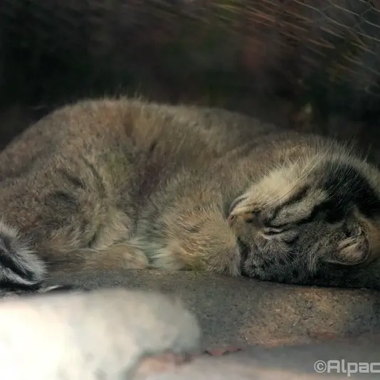 A photograph of Oto in Kobe Animal Kingdom