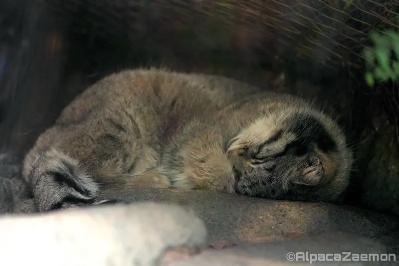 A photograph of Oto in Kobe Animal Kingdom