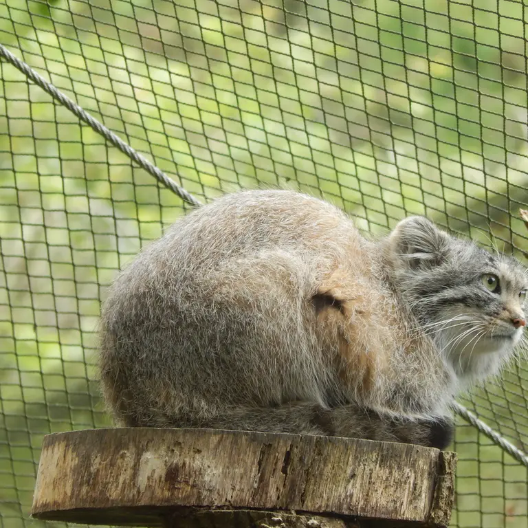 A photograph of Altai in Tregomeur Zoo