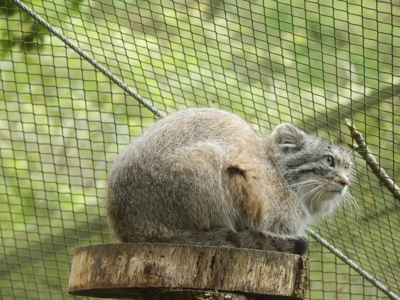 A photograph of Altai in Tregomeur Zoo