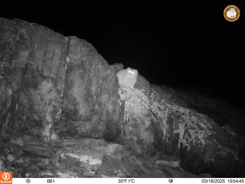 A photograph of Otocolobus manul manul from Aktas-Kunkora camera trap