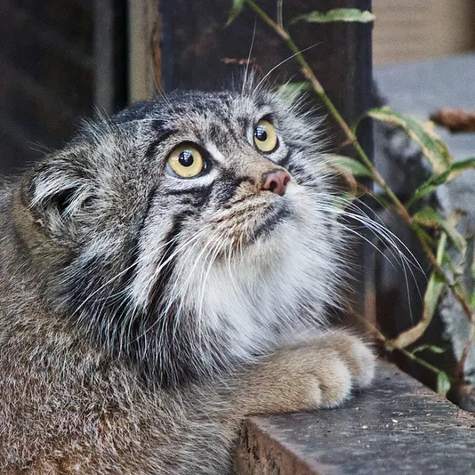 A photograph of Grusha in Asahiyama Zoo