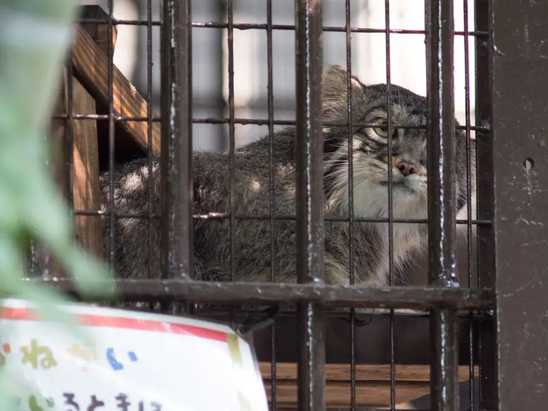 A photograph of Figa in Nogeyama Zoo