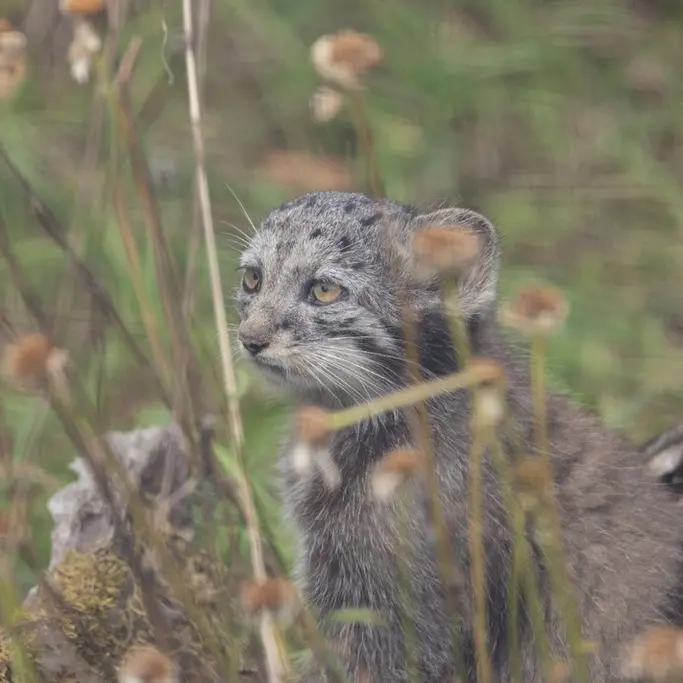 A photograph of a Pallas's cat